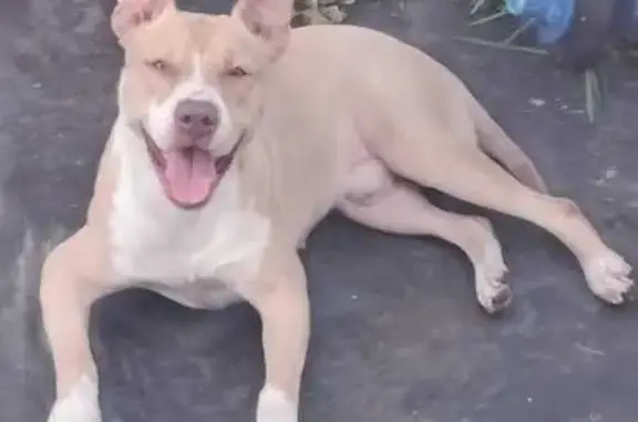 Lost Beige Dog in Miami - Help Us Find Him!