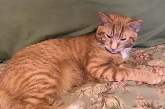 Lost and found pets Virginia Beach, photo: Lost Orange Tabby: Vincent in VA Beach