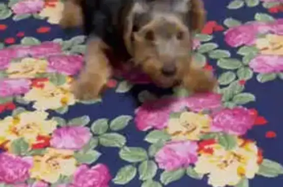 Lost and found pets , photo: Lost Yorkee: Brown & Tan, Call 702-628-3464