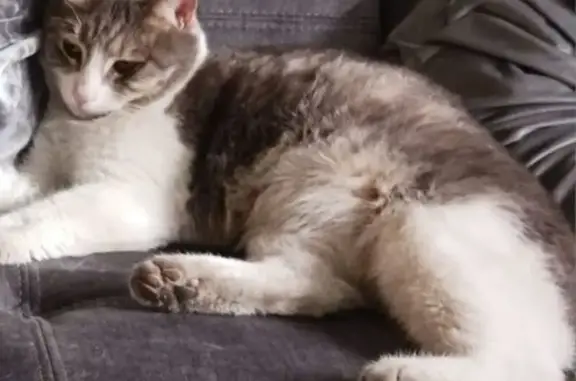 Lost and found pets Boulder City, photo: Lost Ragdoll Mix Cat: Call Mary Now!