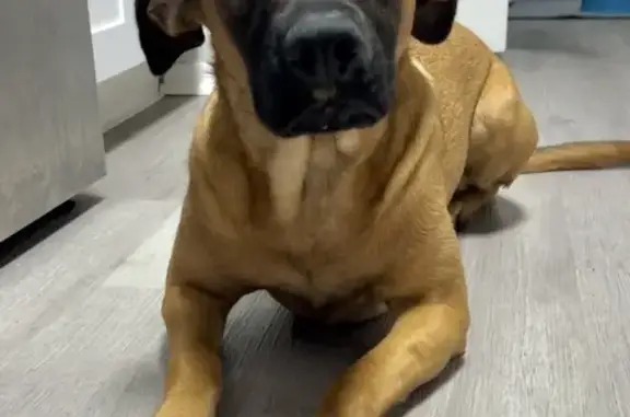 Lost Timid Dog: Light Brown, Black Face