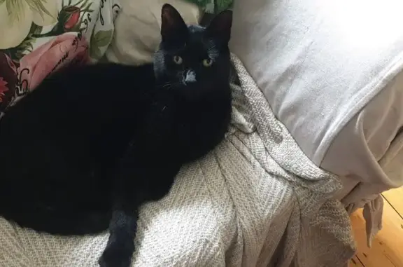 Help Find Oscar: Elderly Black Cat Lost