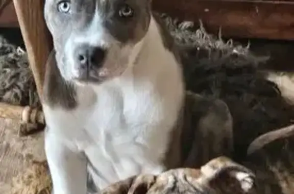 Lost Gray Brindle Dog: West 15th St