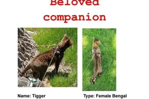 Lost and found pets Tooele, photo: Lost Cat: Gold with Black Stripes