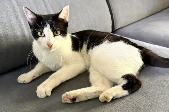 Gato encontrado , foto: Gata Sociable Encontrada en Parque Coimbra