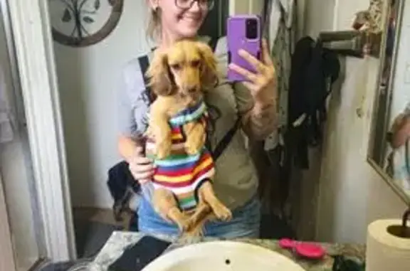Lost Dog: Roscoe, Long-Haired, Brown Nose
