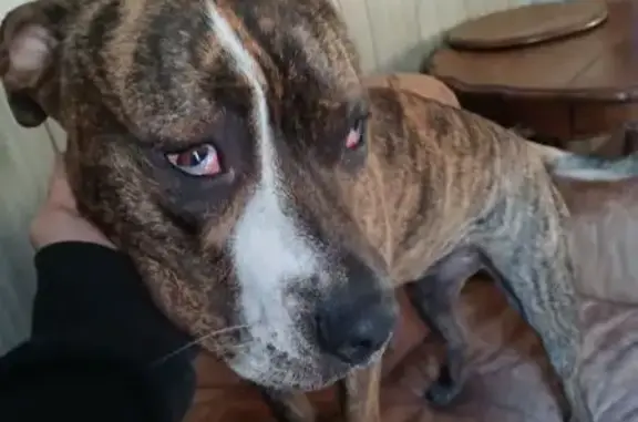 Lost Brindle Dog: West 15th St, Garden Plain