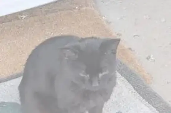Found pets Michigan Center, photo: Shy Black Cat Found in Dearborn Heights