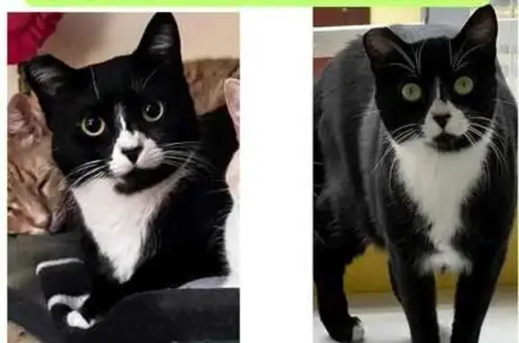 ¡Gata Perdida! Blanca y Negra en Fuenlabrada