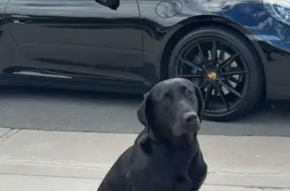 Lost 70lb Dog Near Shuffield Rd, OR