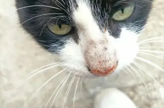 Chat trouvé Ortaffa, photo: Chat maigre trouvé, Rue des Cigales, Ortaffa