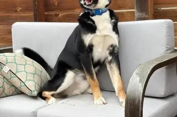 Lost Bernese-Husky Mix on Vine St, Denver