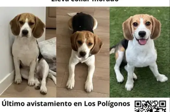 ¡Ayuda a encontrar a Mía, Beagle perdida! 🐶