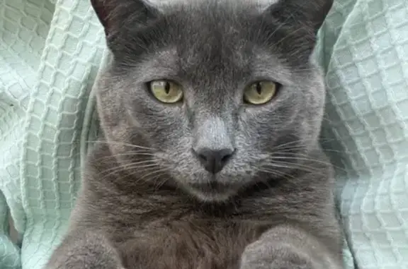 Lost and found pets , photo: Lost Friendly Gray Cat Near Westmoreland Rd