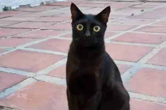 Gatos perdidos, , foto: ¡Gato Negro Perdido en Calle Mirlo, Nerja!