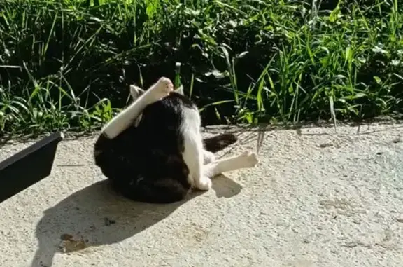 Chat blanc tacheté et chatons trouvés Labège - photo