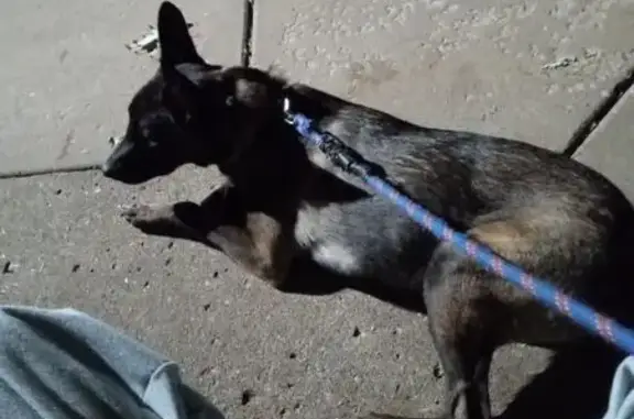 Lost Multicolor Puppy Near Hawn Park