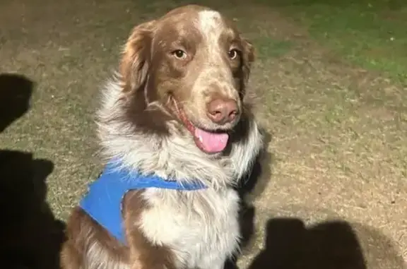 Lost and found pets Chandler, photo: Friendly Lost Dog: Big, Brown & White