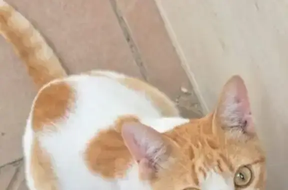 Gato encontrado , foto: Gatito Blanco y Dorado Encontrado en Bormujos