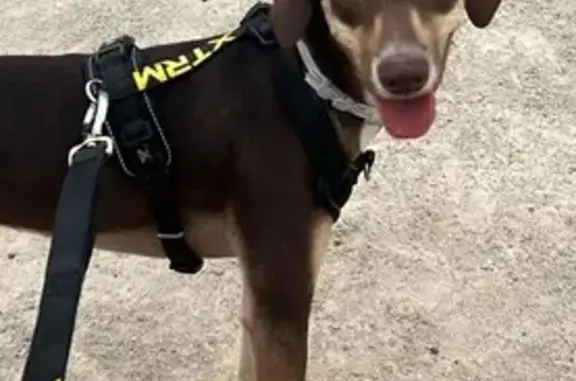 Perro Perdido: Cruce Podenco-Braco en Granada