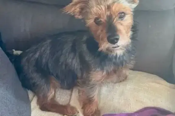 Perros perdidos, Vilanova i la Geltru, foto: ¡Perro Perdido! Yorsay Negro en Vilanova