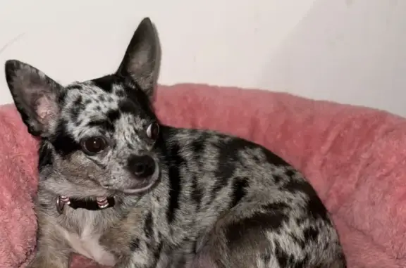 ¡Perra perdida! Mamá de cachorros en Córdoba