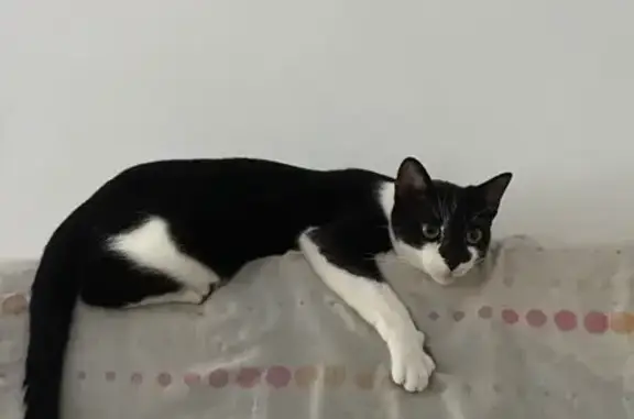 ¡Gato Perdido! Responde a Jagger en O Porriño