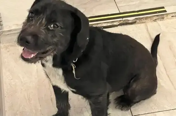 Perro negro encontrado en Nauc...