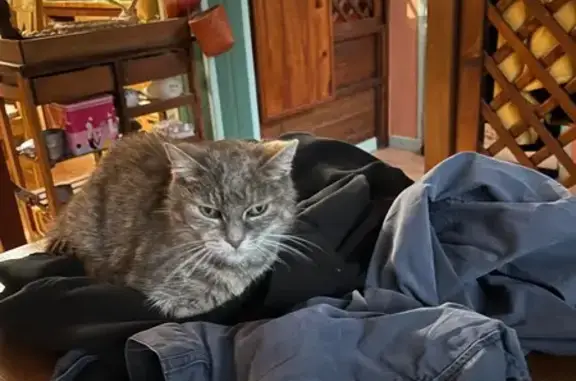Animaux perdus Séné, photo: Chat gris marbré perdu, Séné, kyste cou
