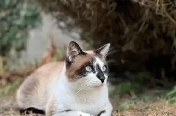 Chat perdu, Saint-Étienne-de-Mer-Morte, photo: Chatte Siam perdue à Saint-Étienne-de-Mer-Morte