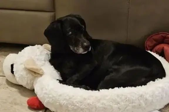 Lost pets Dallas, photo: Help Find Shadow: Blind Senior Lab Lost