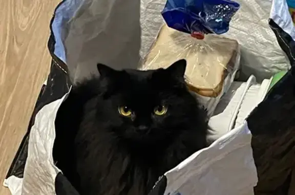 Chat perdu, Montfermeil, photo: Chatte noire angora perdue à Montfermeil