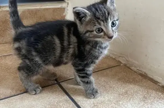 Animaux trouvés , photo: Chaton apprivoisé trouvé à Champigny