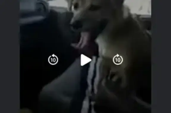 Lost Young Brown Male Dog in Barstow