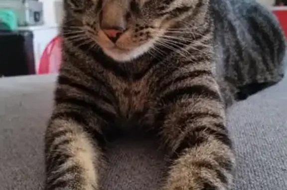 Chat perdu : tigré gris, 6 ans, Cuers - photo