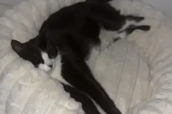 Chatte perdue à Wittenheim : Nanou disparue - photo
