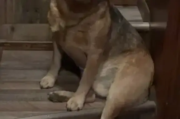 Lost Friendly Mini Red Heeler in Morristown