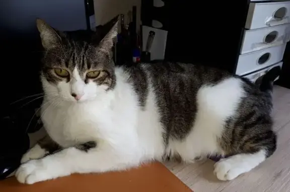 Se Busca: Gato Blanco Atigrado en Montalbo