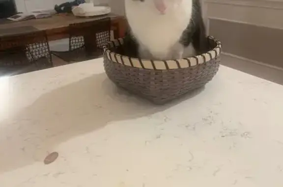 Lost Black & White Cat - Belmont Area