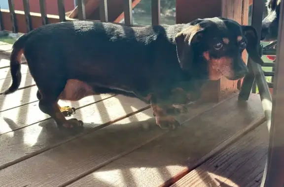 Found dog Monroe, photo: Found: Black & Brown Dog on Ponderosa Trail