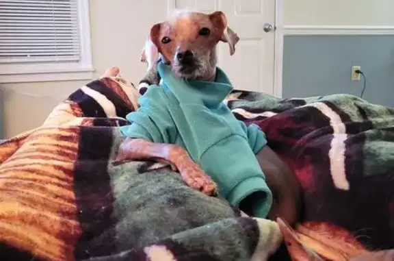 Lost Hairless Dog in Green Shirt, Urbana