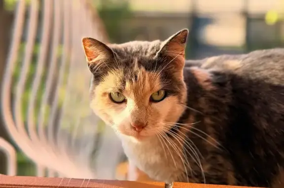 Animaux trouvés Bainville-sur-Madon, photo: Chat Écaille de tortue trouvé à Bainville