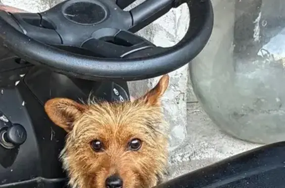 Chien trouvé, jeune et affectueux à Couquèques - photo
