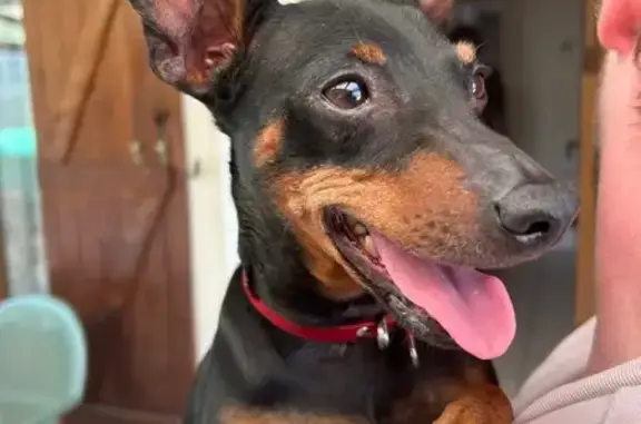 Chien trouvé Marseille, photo: Pinscher noir-marron trouvé, collier rouge