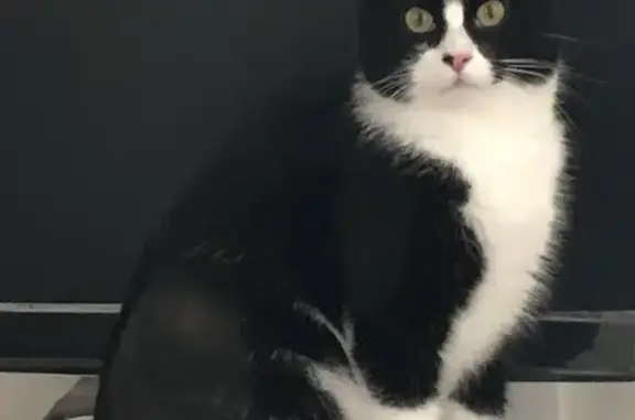 Animaux perdus , photo: Chat perdu noir et blanc à Manosque