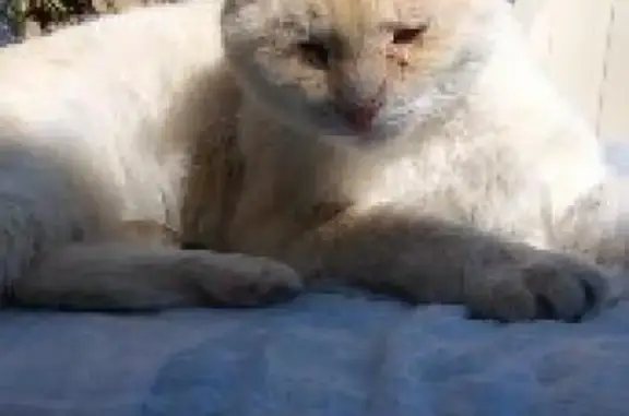 Animaux perdus Liffol-le-Grand, photo: Chat beige perdu, mauvaise vue, Liffol-le-Grand