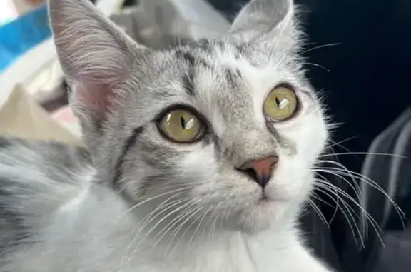 Chatte perdue, 6 mois, Fonsorbes - photo