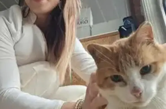 Chat perdu : Caramel, yeux bleus, Hérouville - photo
