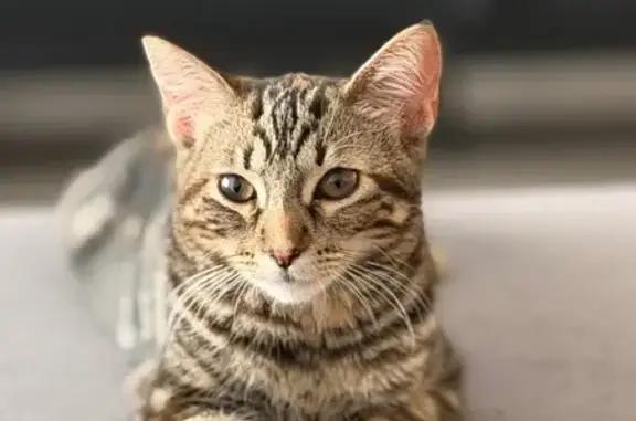 Lost and found pets San Diego, photo: Lost Kitten Leia: Tabby with Orange Spots