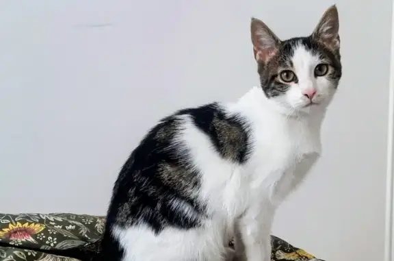 Chat perdu, Samer, photo: Chat perdu, 1 an, pucé, Samer